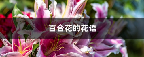 百合花的花语，百合花一般送几朵