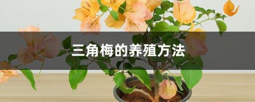 三角梅好养吗，（养殖方法介绍）