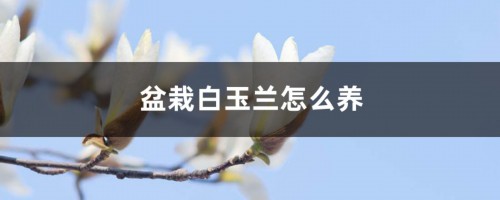 盆栽白玉兰怎么养