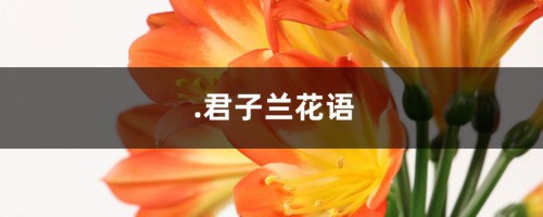 君子兰花语，君子兰图片