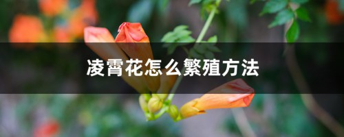 凌霄花怎么繁殖方法，是什么季节开的