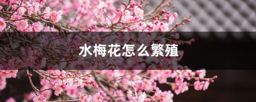 水梅花怎么繁殖