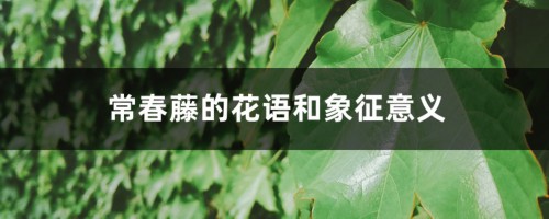 常春藤的花语和象征意义