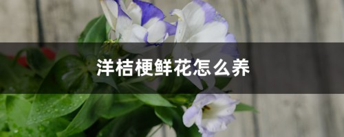 洋桔梗鲜花怎么养