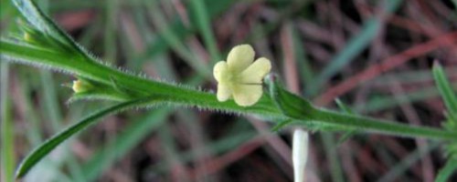 独脚金的种植方法、栽培技术