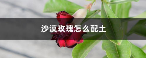 沙漠玫瑰怎么配土，用什么土种最好