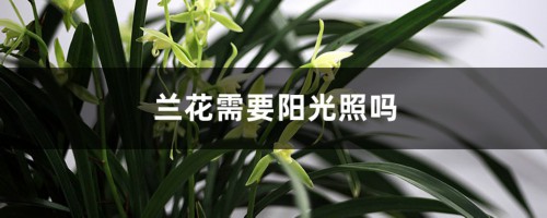 兰花需要阳光照吗，没有阳光能养兰花吗