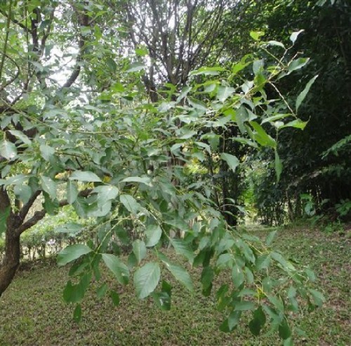 美丽的鸡冠刺桐