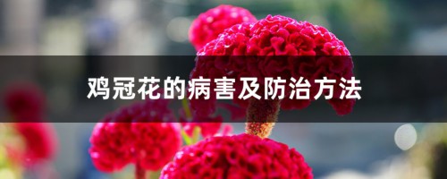 鸡冠花的病害及防治方法